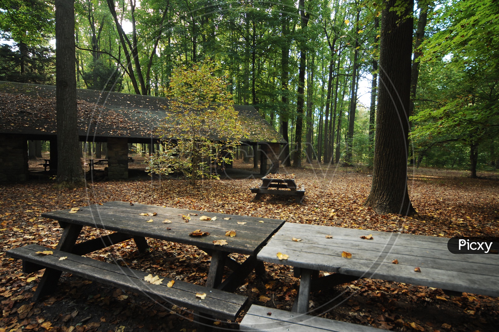 wooden benches along the fall leaves