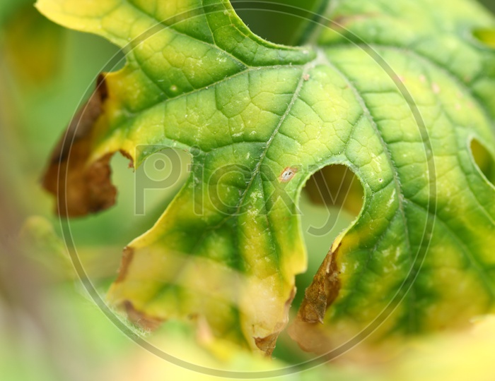 Close up shot of a green leaf