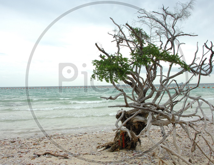 Driftwood alongside the beach