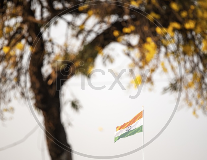 Indian Flag through the flowers tree