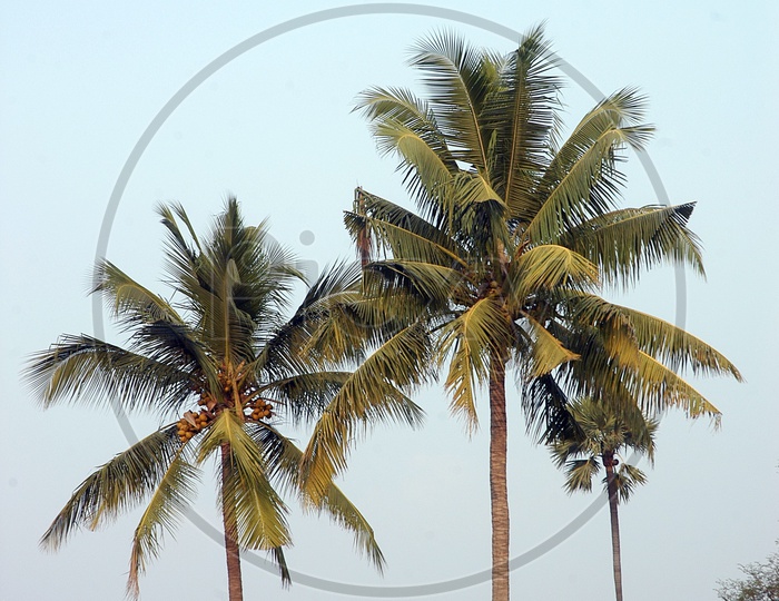 Coconut trees in agriculture fields