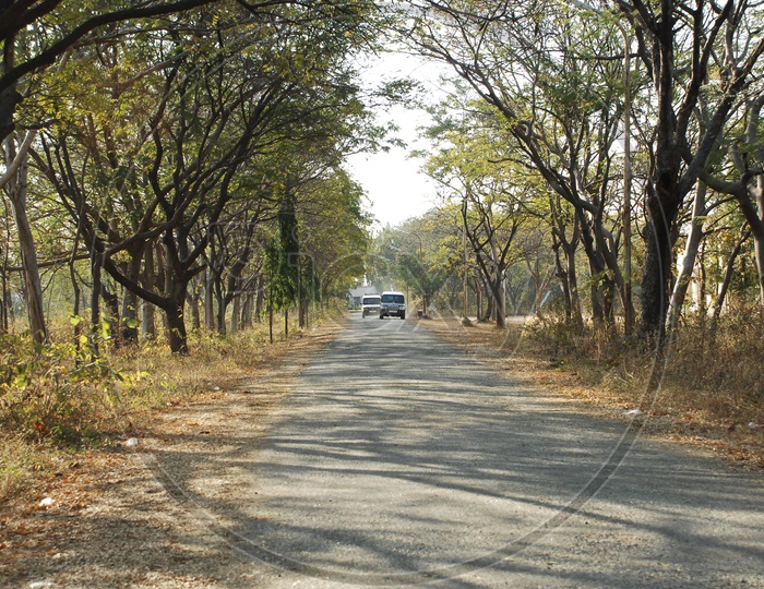 A roadway covered with trees