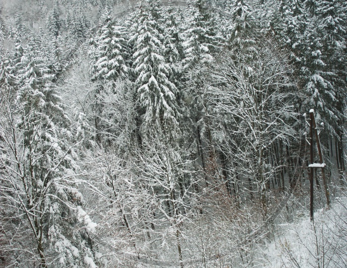 Spruce trees during the snow