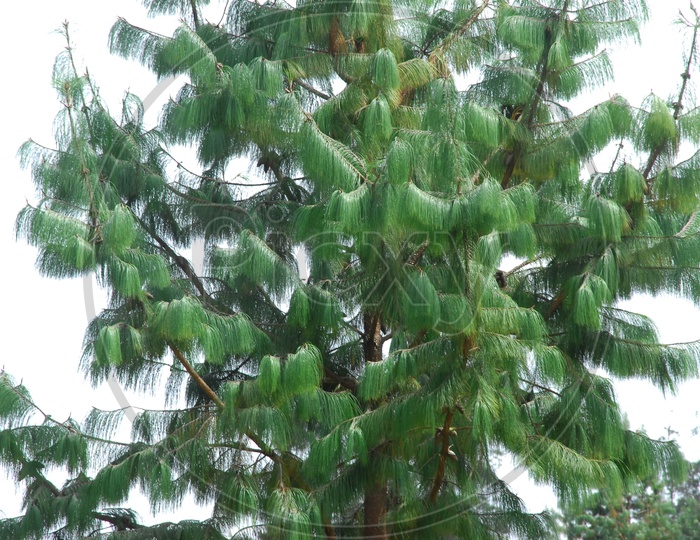 Georgia pine tree