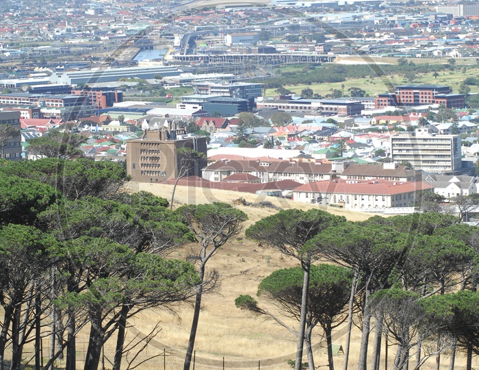 View of Tree plantations alongside the city buildings