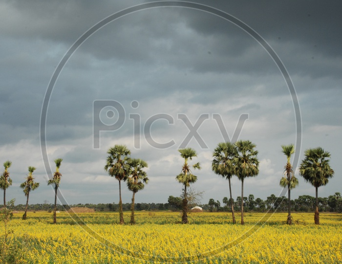 palmyra tree's in agriculture fields