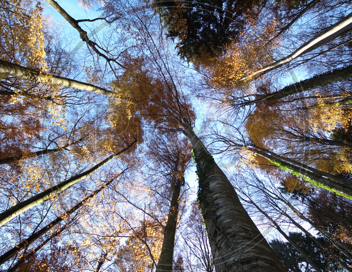 Larch trees during autumn