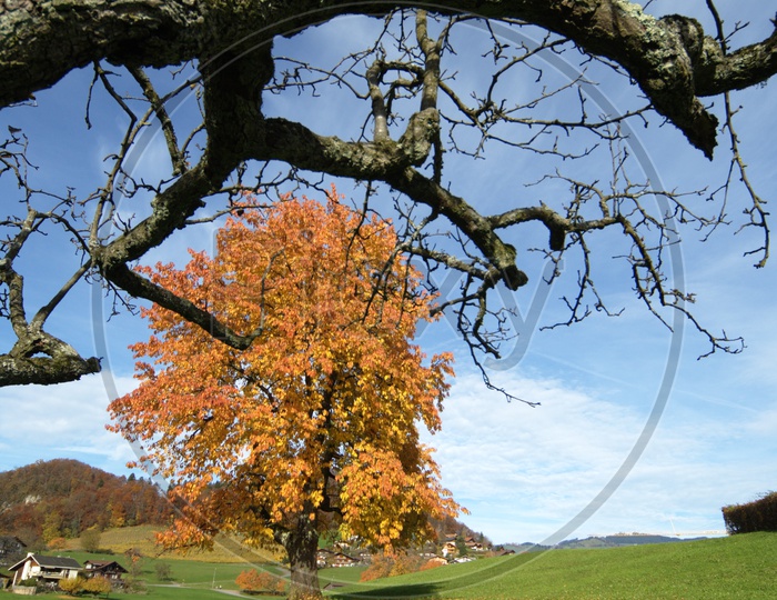 Maple Trees during Autumn alongside a green meadow