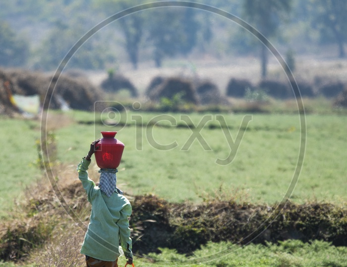 A Woman Carrying Water in Plastic vessels on Her Head In a Agricultural Farm Land