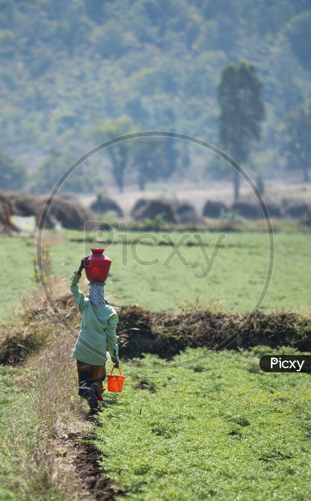A Woman Carrying Water in Plastic vessels on Her Head In a Agricultural Farm Land