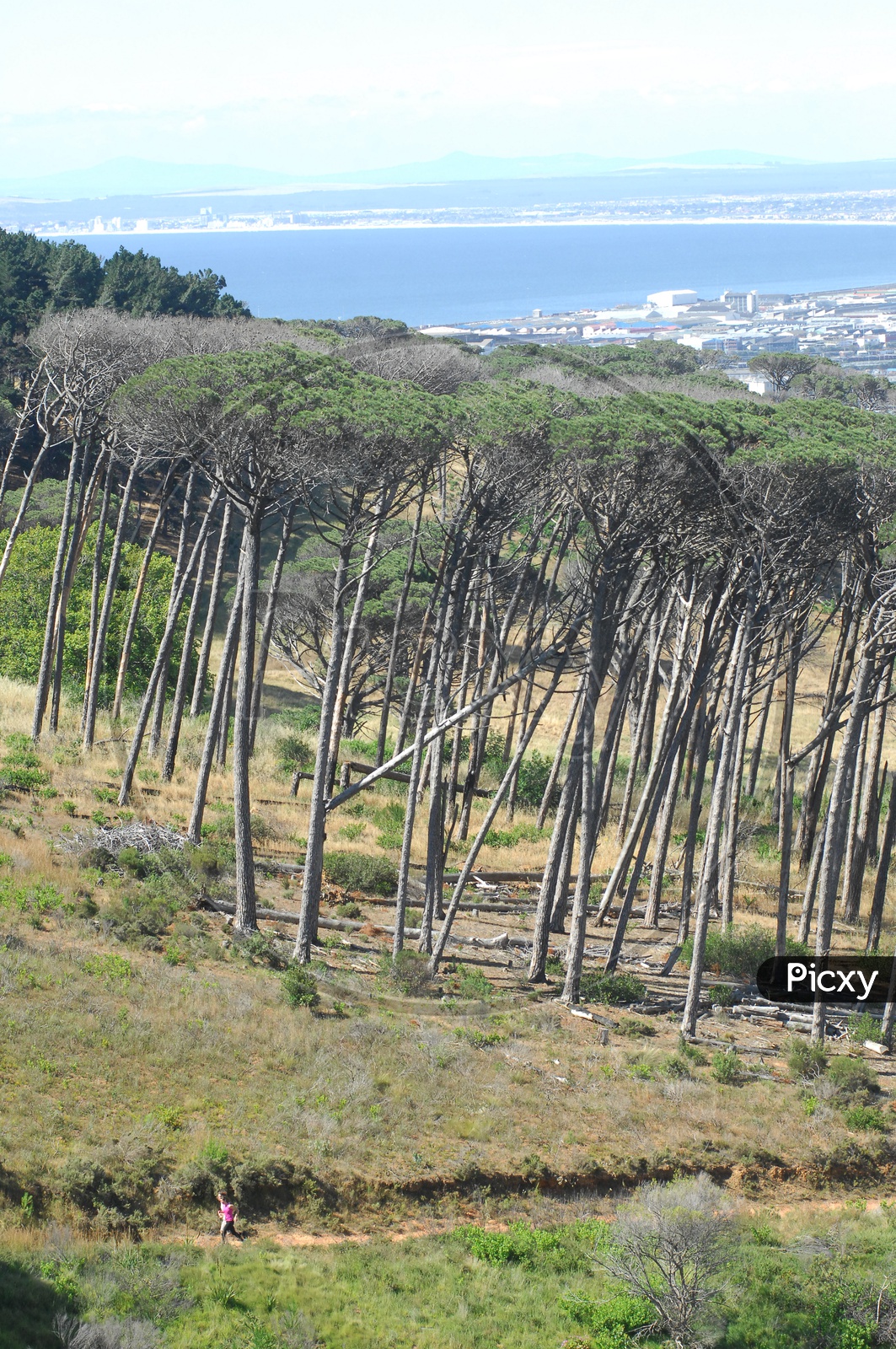 Tree plantations