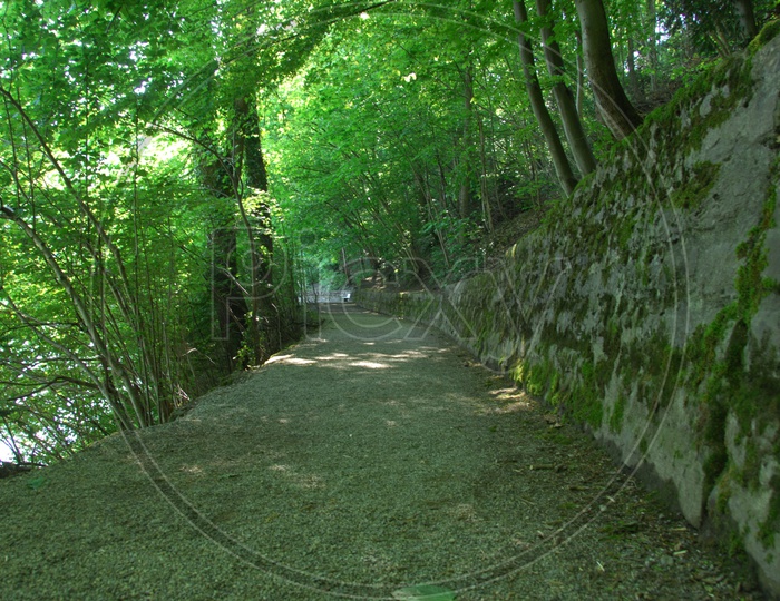 A narrow pathway along the trees
