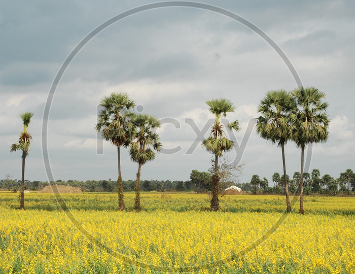 Image of palmyra tree's in agriculture fields-WO023187-Picxy
