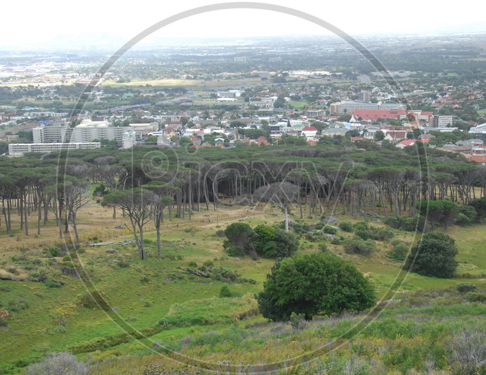 Landscape of tree plantations and city buildings