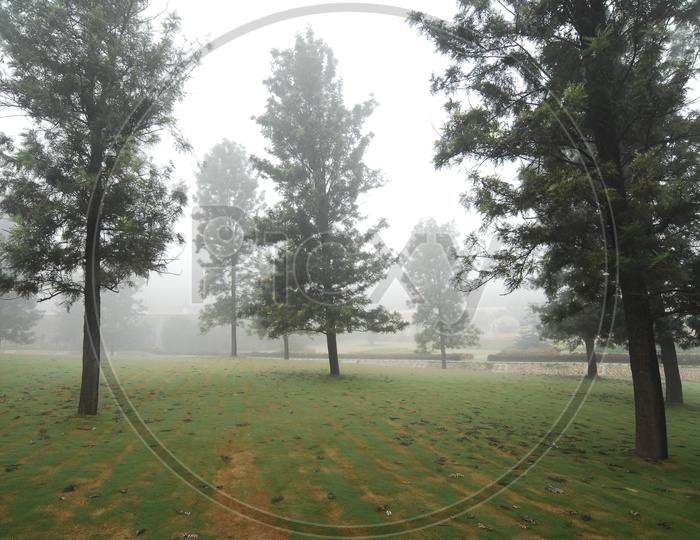 Jack pine trees during fog