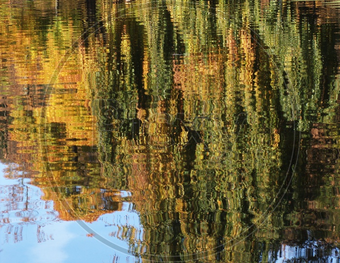 Reflection of Autumn Trees In  a Pond Water