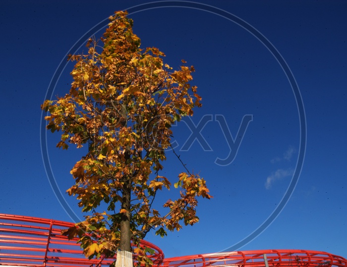 Maple Tree during Autumn