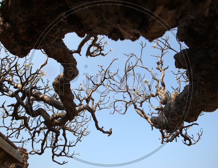 Dried tree branches
