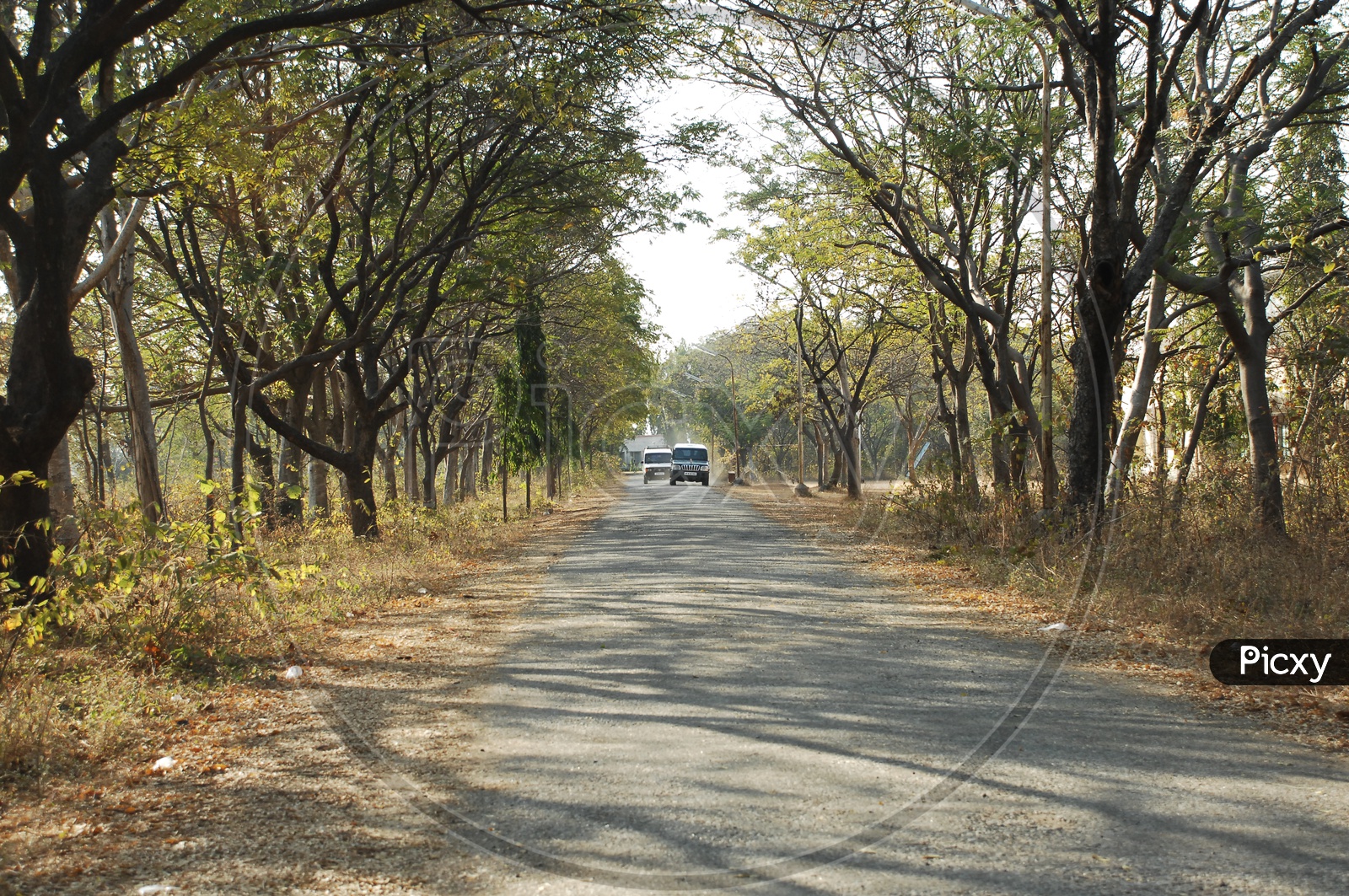 A roadway covered with trees