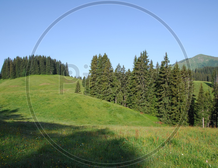 View of Swiss Alps alongside the green meadow and spruce trees