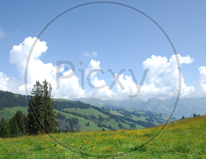 Landscape of Swiss Alps with blooming flowers
