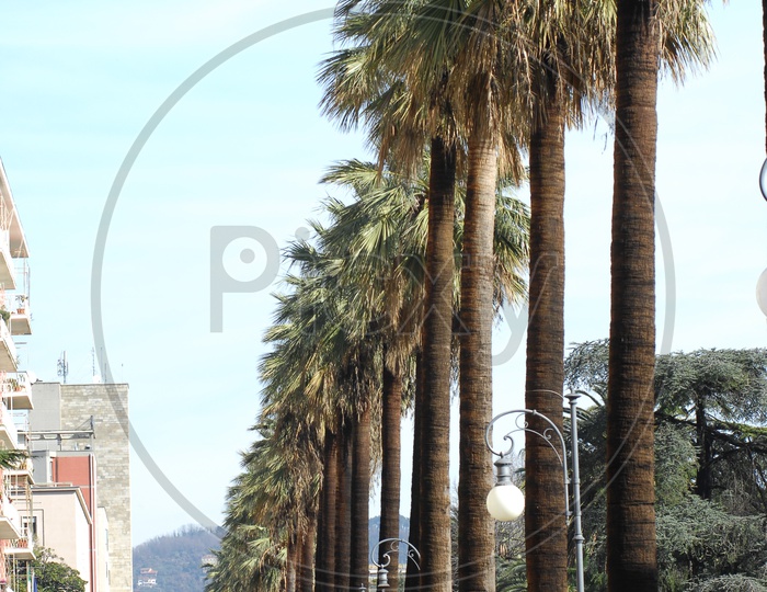Asian palmyra palm trees along the roadway