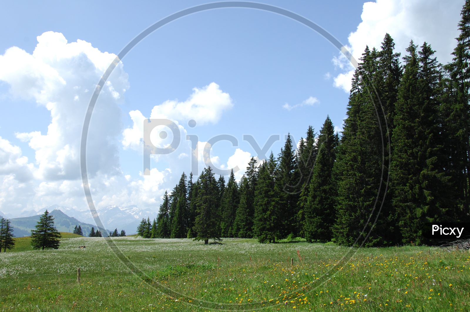 Landscape of Swiss Alps alongside the spruce trees