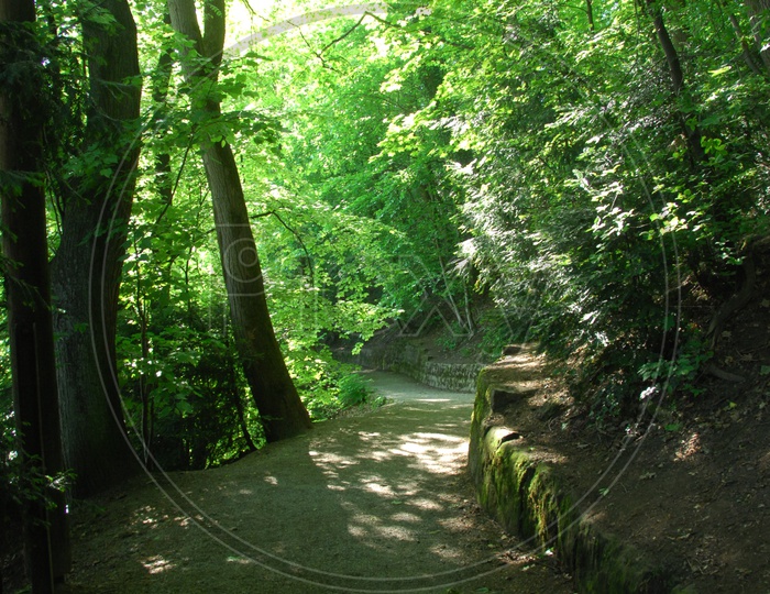 Narrow pathway alongside the trees