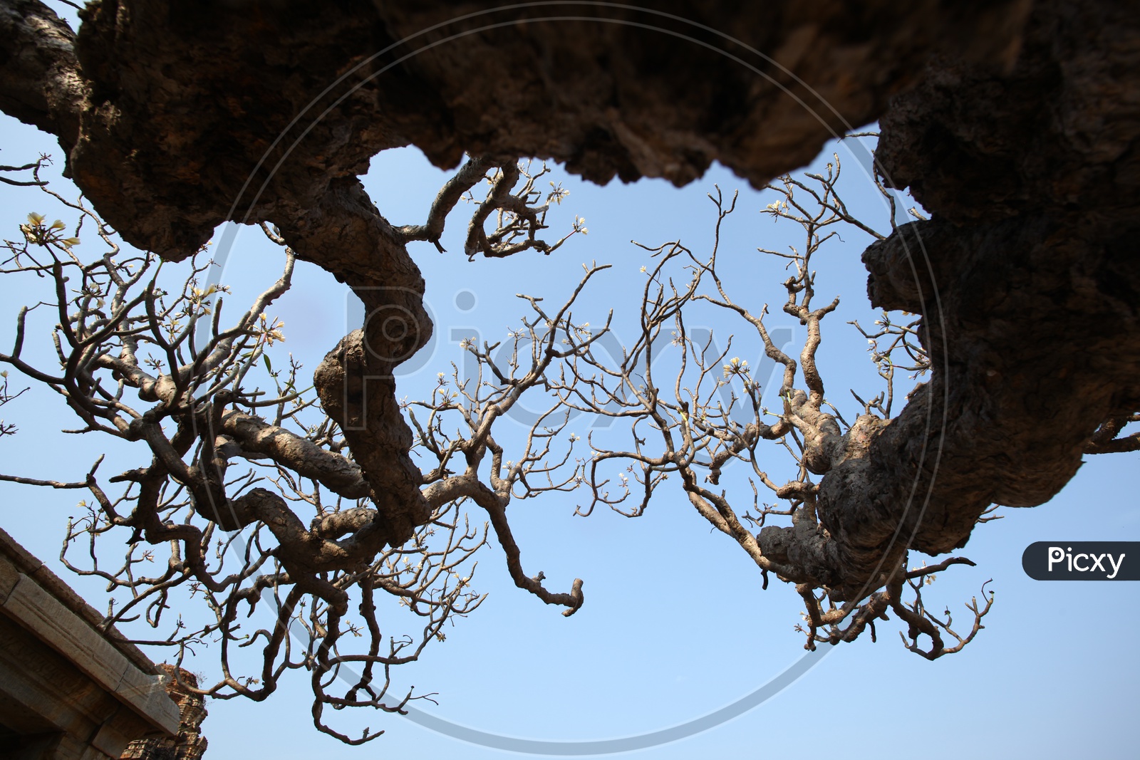 Dried tree branches