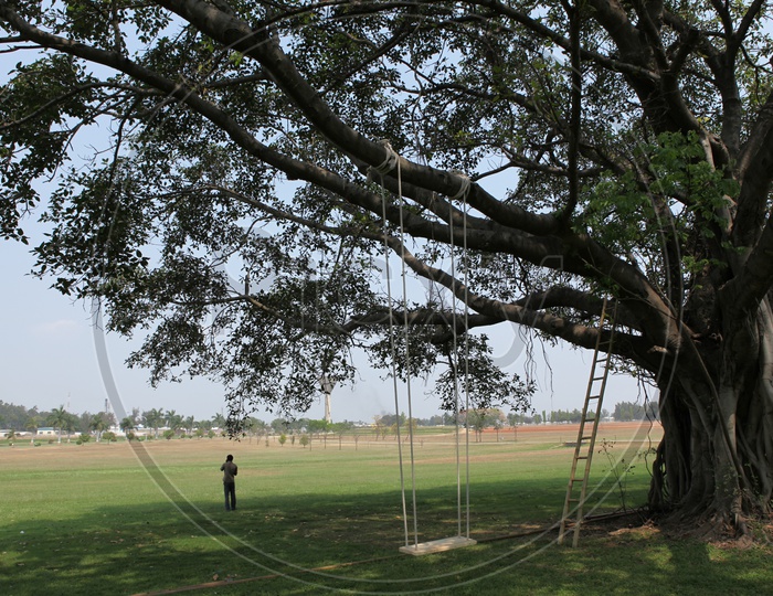 Swing along the giant tree