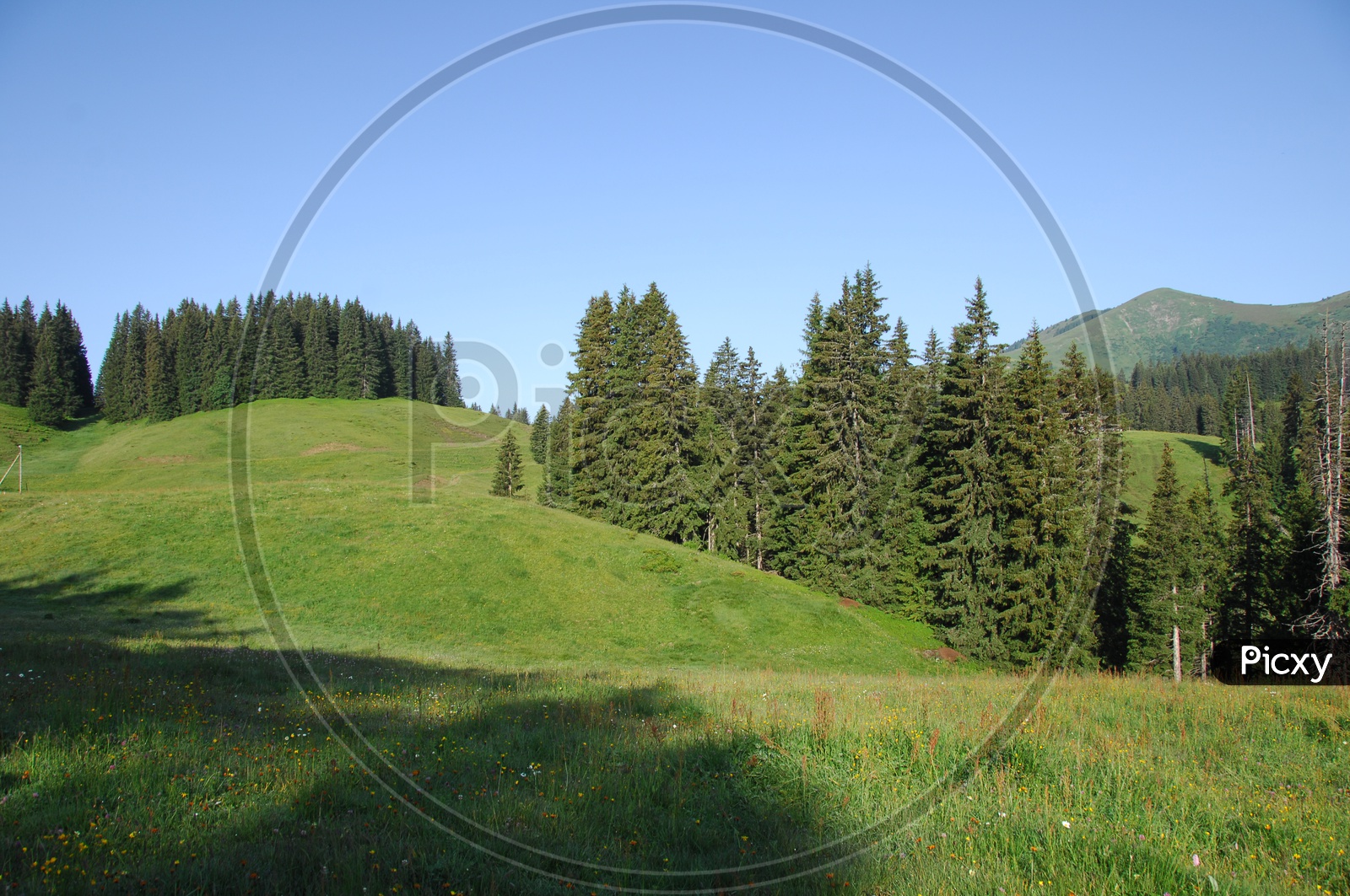View of Swiss Alps alongside the green meadow and spruce trees