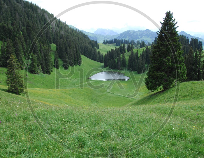 Landscape of Swiss Alps with green meadow and spruce trees