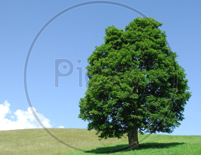 Oak tree alongside the green meadow