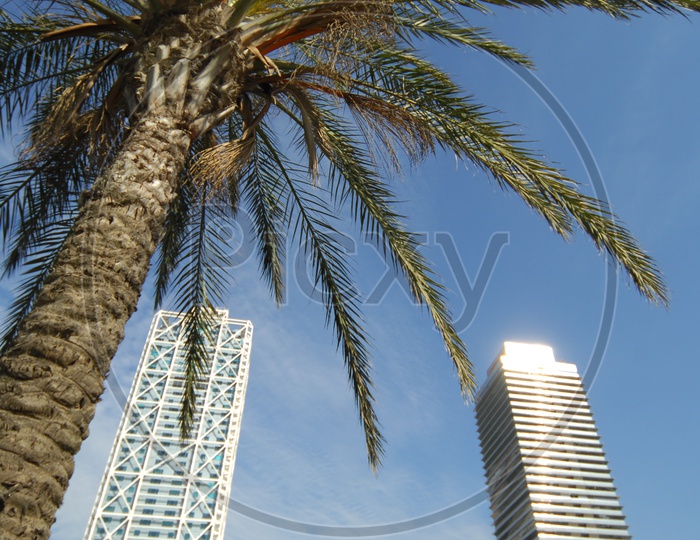Babassu alongside the High rise buildings