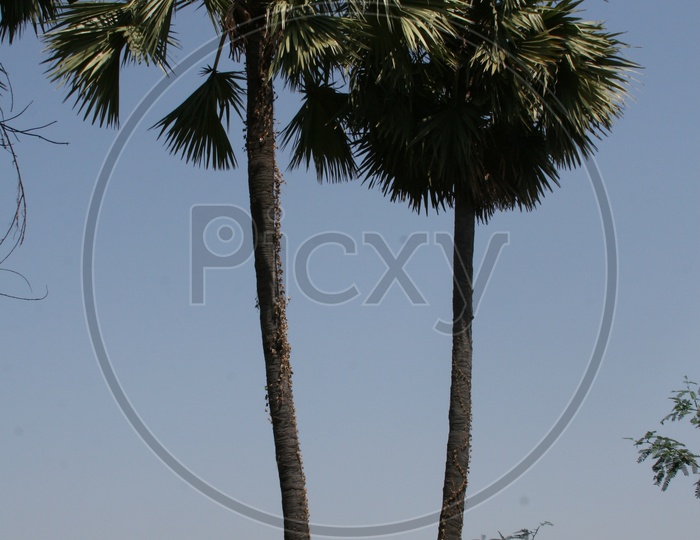 Asian palmyra palm trees