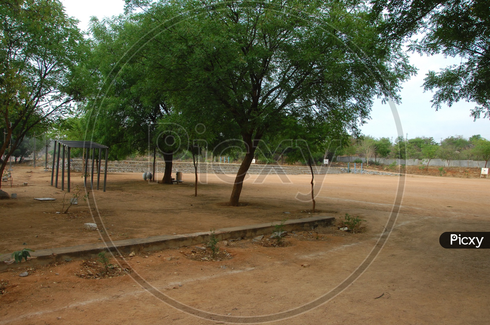 Neem Trees in a Ground