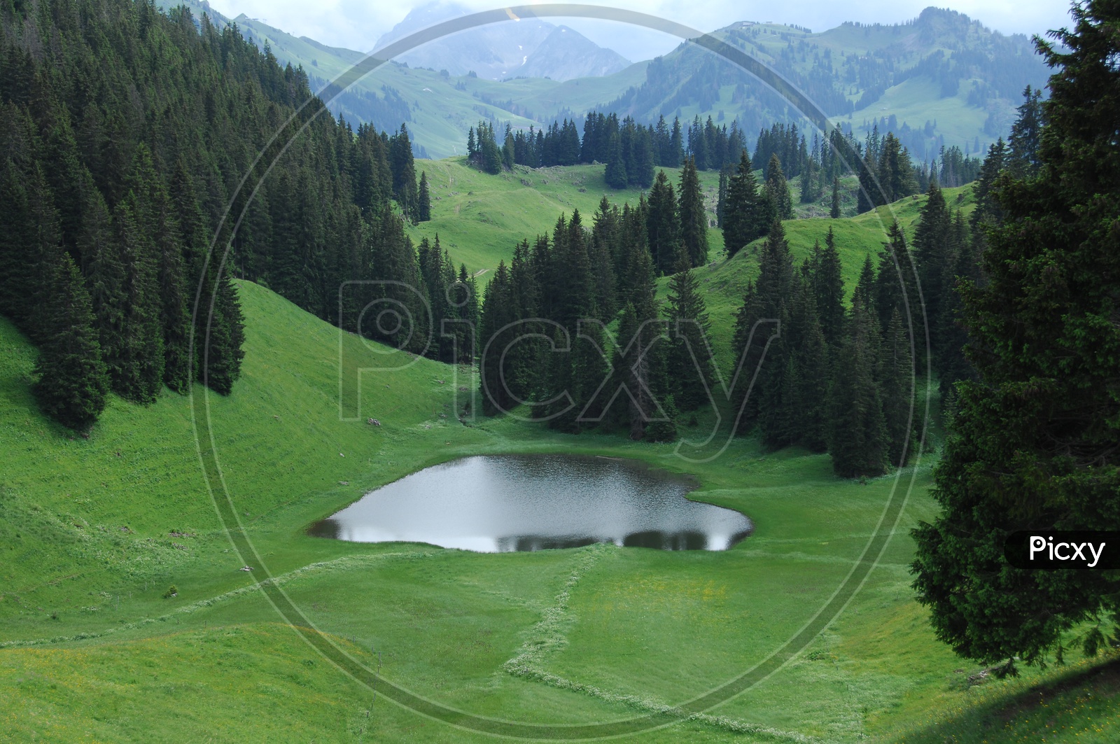 Landscape of Swiss Alps alongside the spruce trees and green meadow