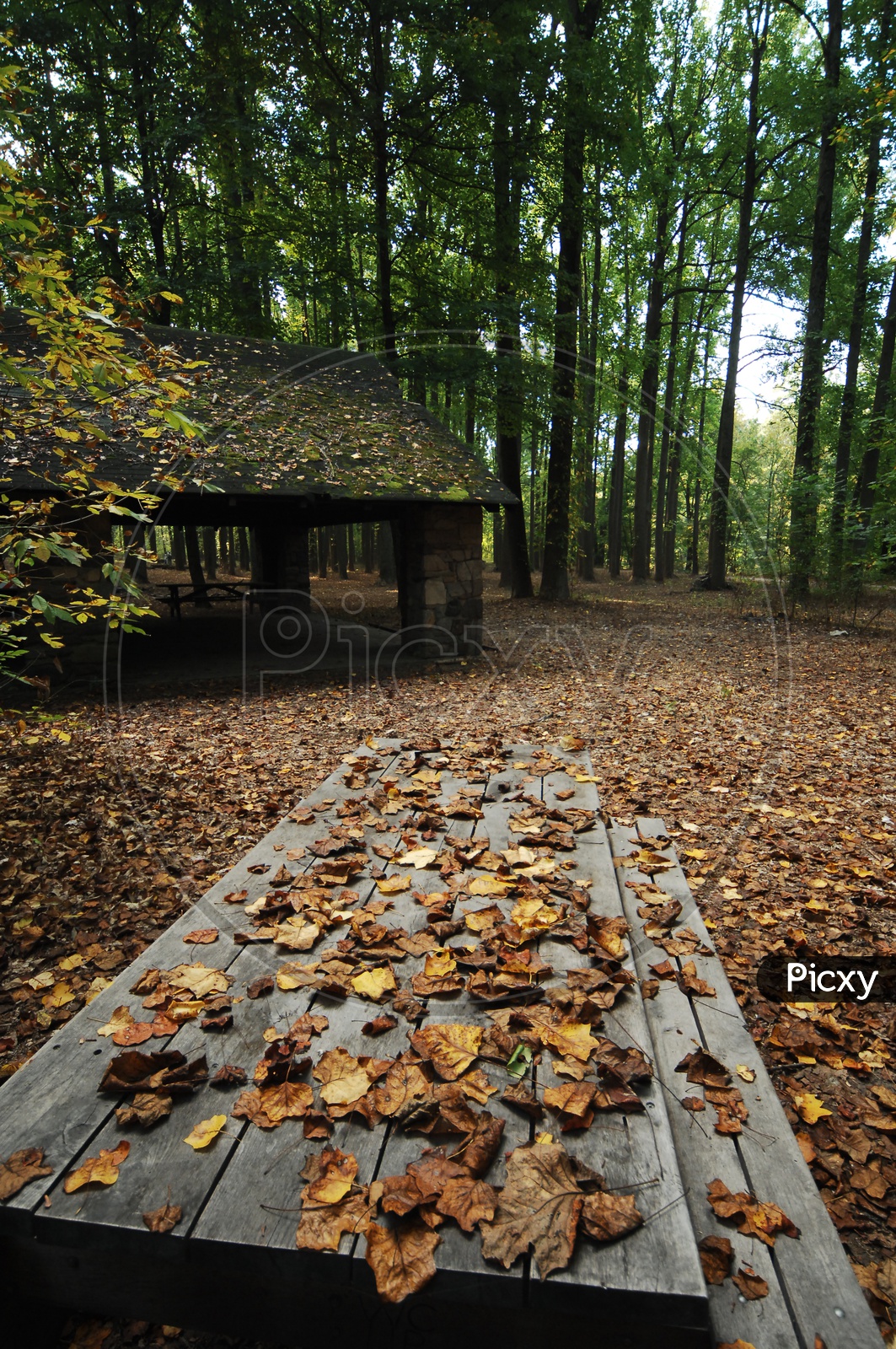 Autumn leaves on a wooden bench