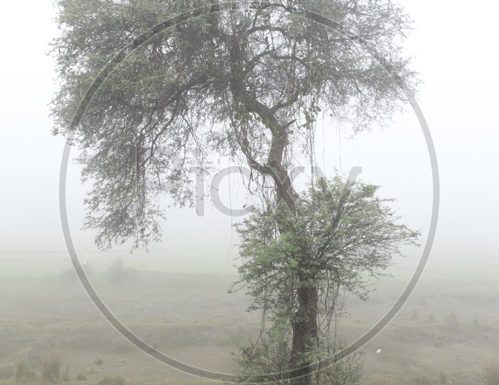 A tree during the fog