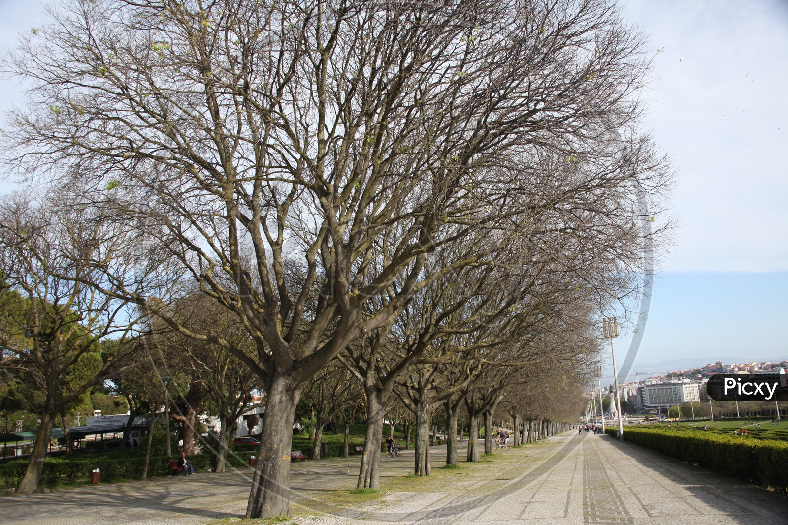 Oak trees alongside the pathway