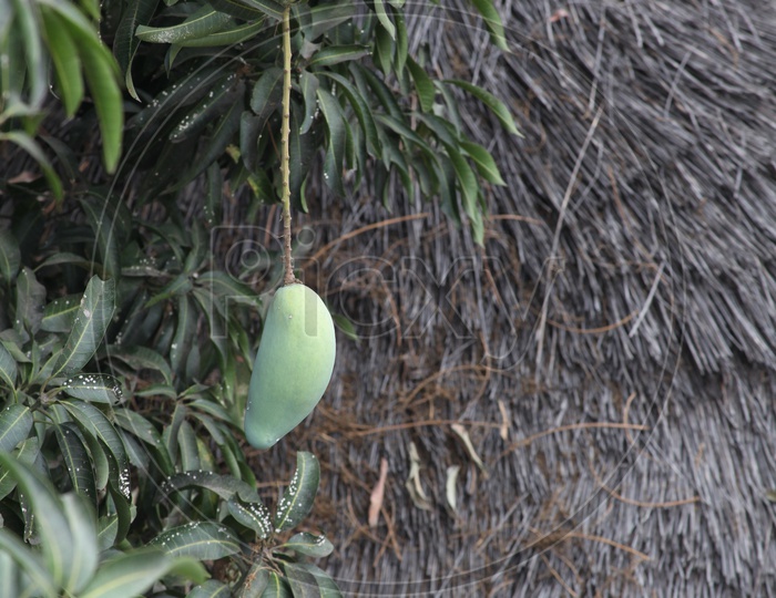 Mango hanging from the tree