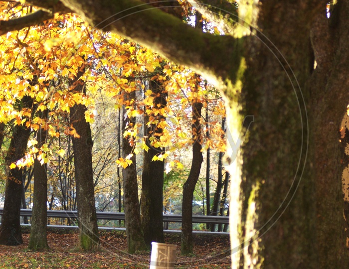 Maple Trees during autumn