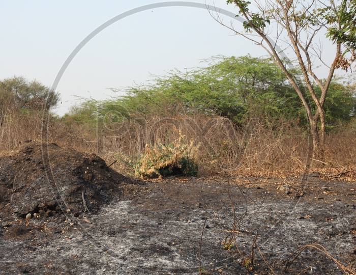 Burnt land alongside the plants