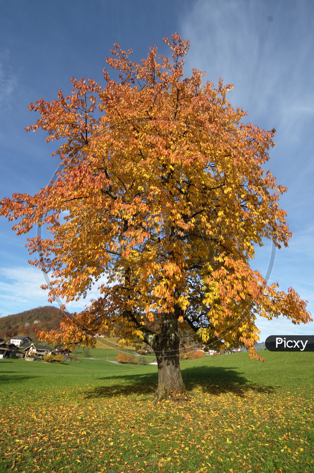 Maple Tree during Autumn