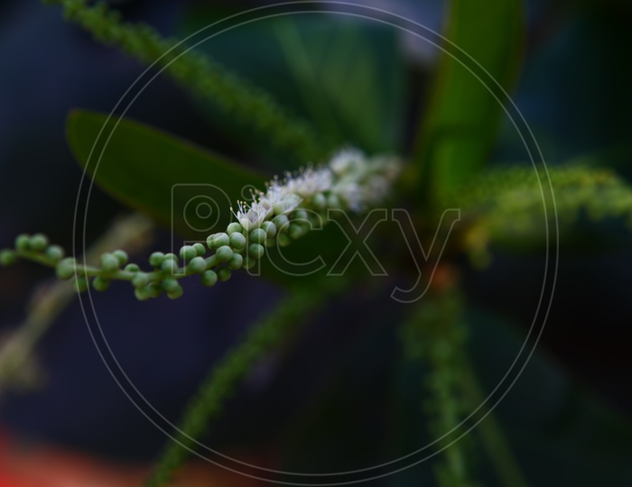 Closeup of a plant