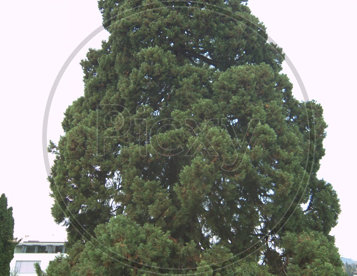 Virginia Pine Tree