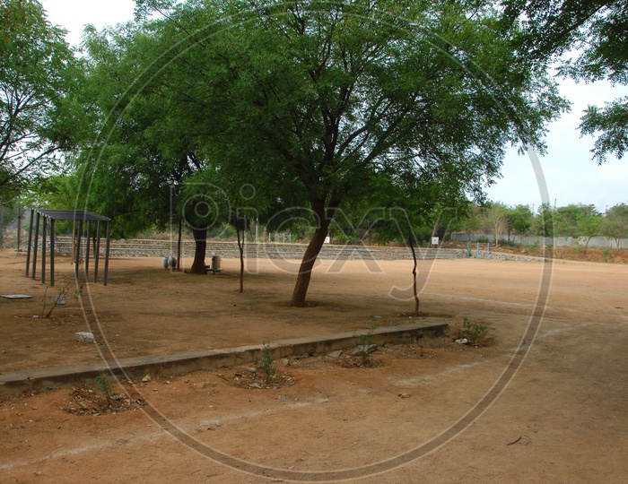 Neem Trees in a Ground