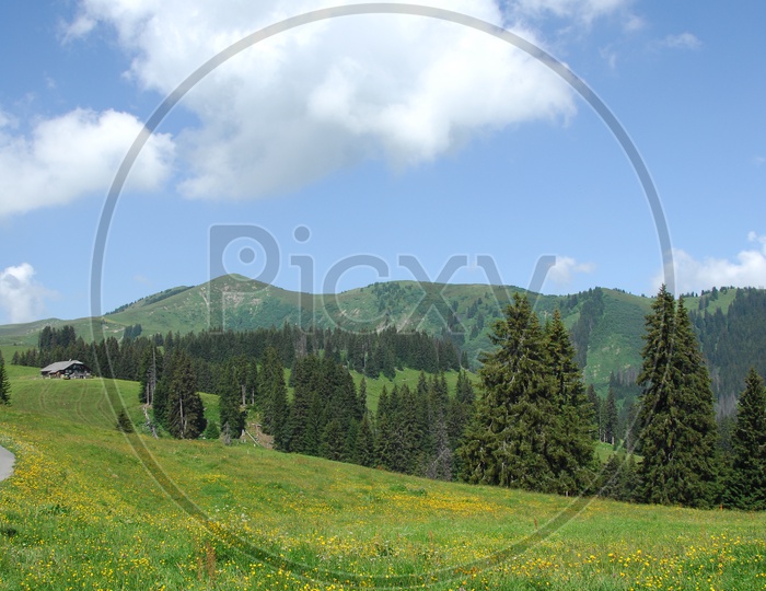 View of Swiss Alps with blooming flowers and spruce trees