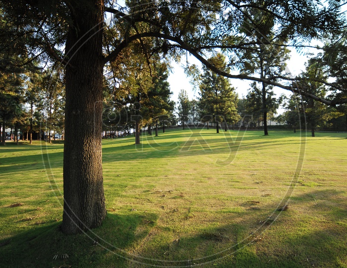 Jack pine trees alongside the lawn