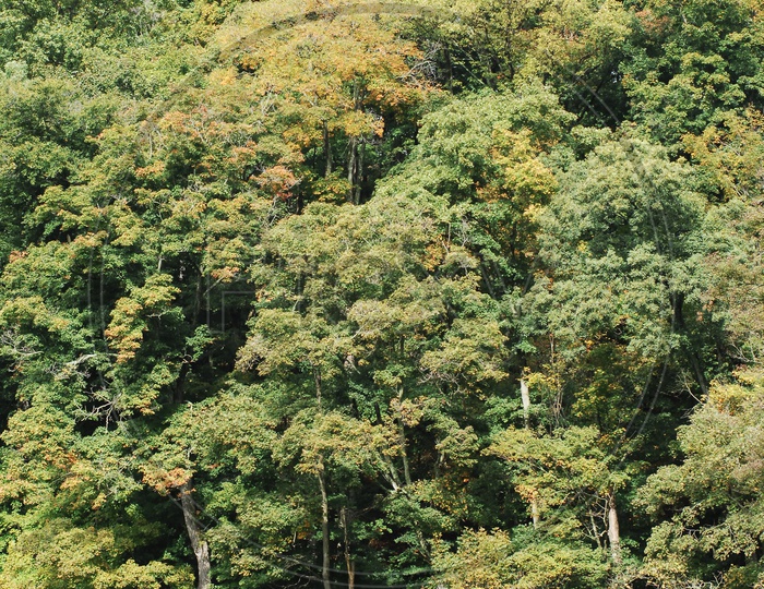 Mexican pinyon trees